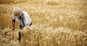 Paddy Drying Fissures: Why They Form and How to Prevent Them